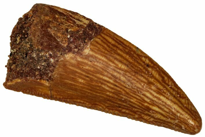 Serrated Raptor Tooth - Real Dinosaur Tooth #298262